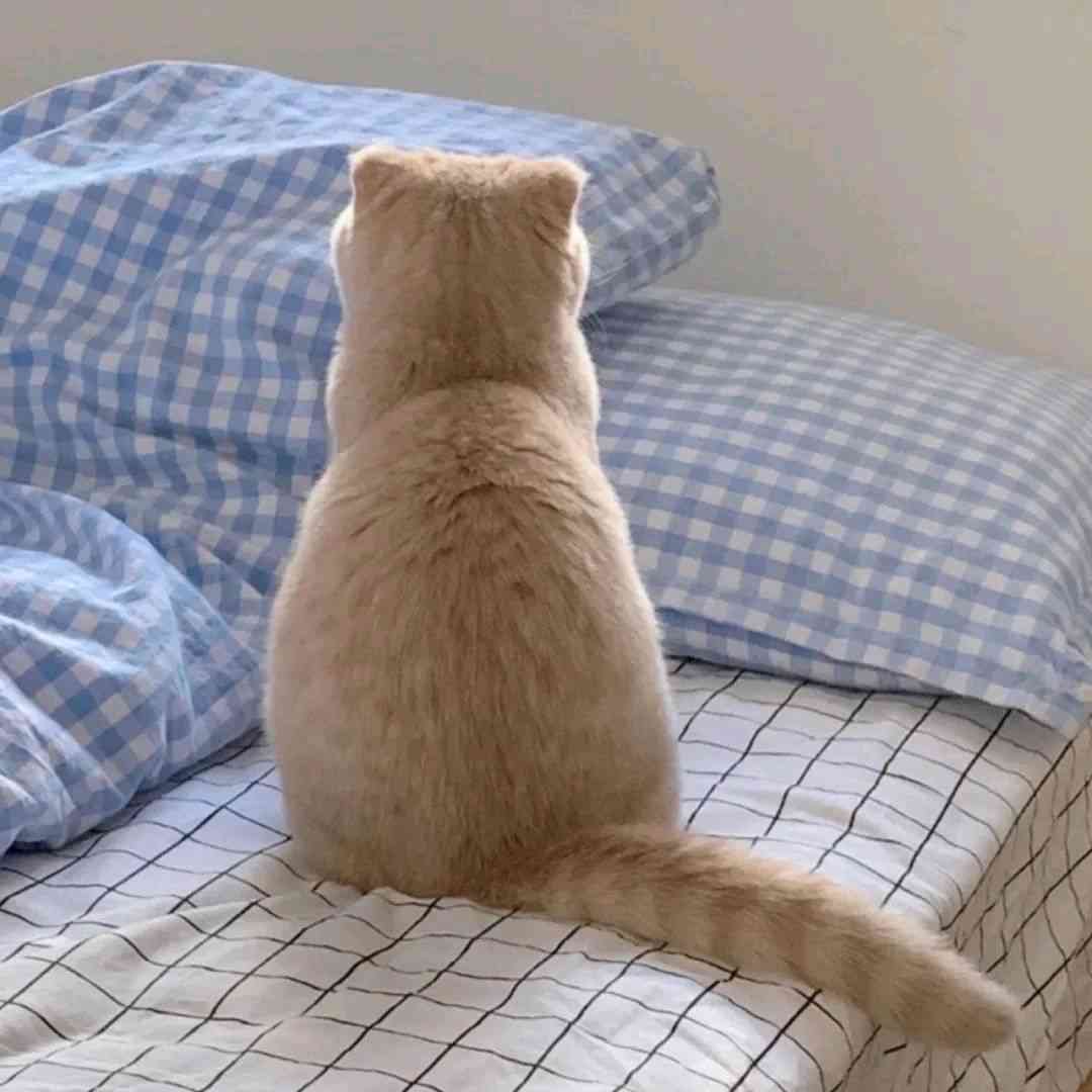 椰子咸乳酪