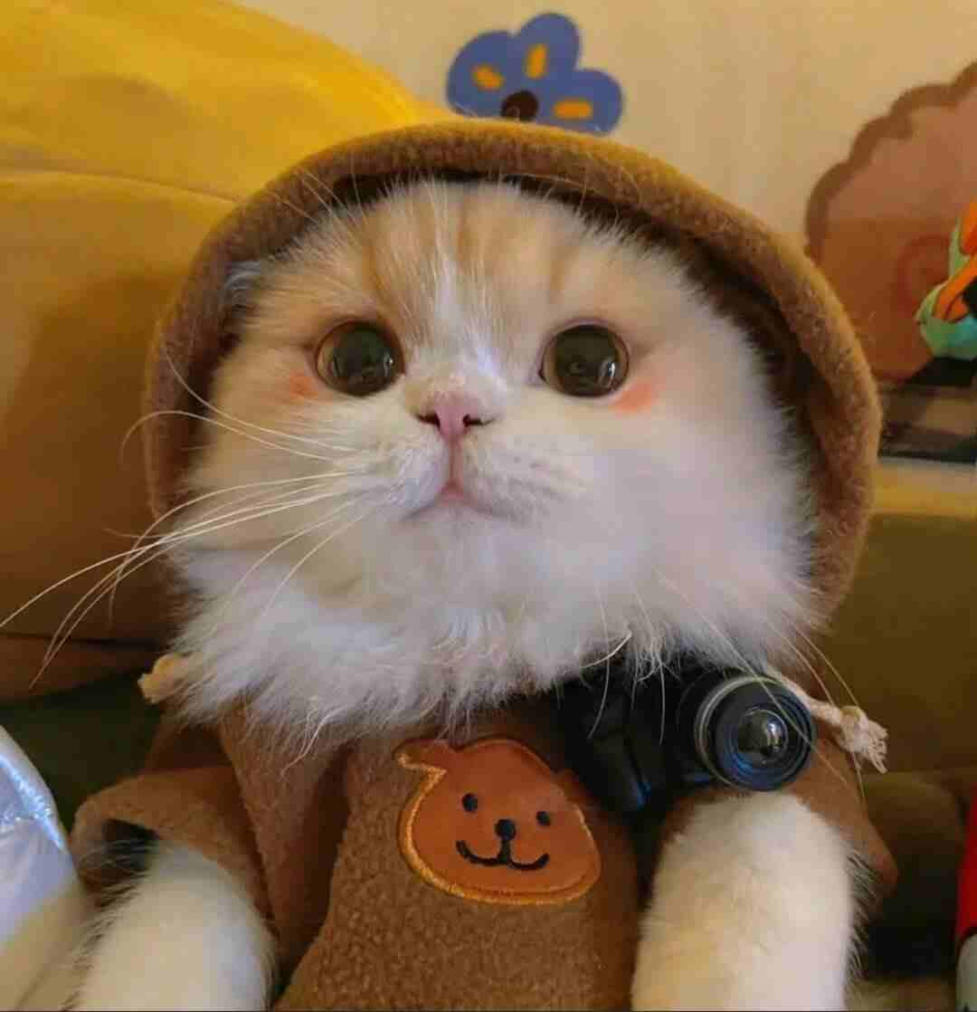 葡萄丸子
